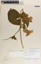 Prestonia speciosa image