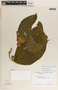 Prestonia speciosa image