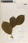 Prestonia speciosa image