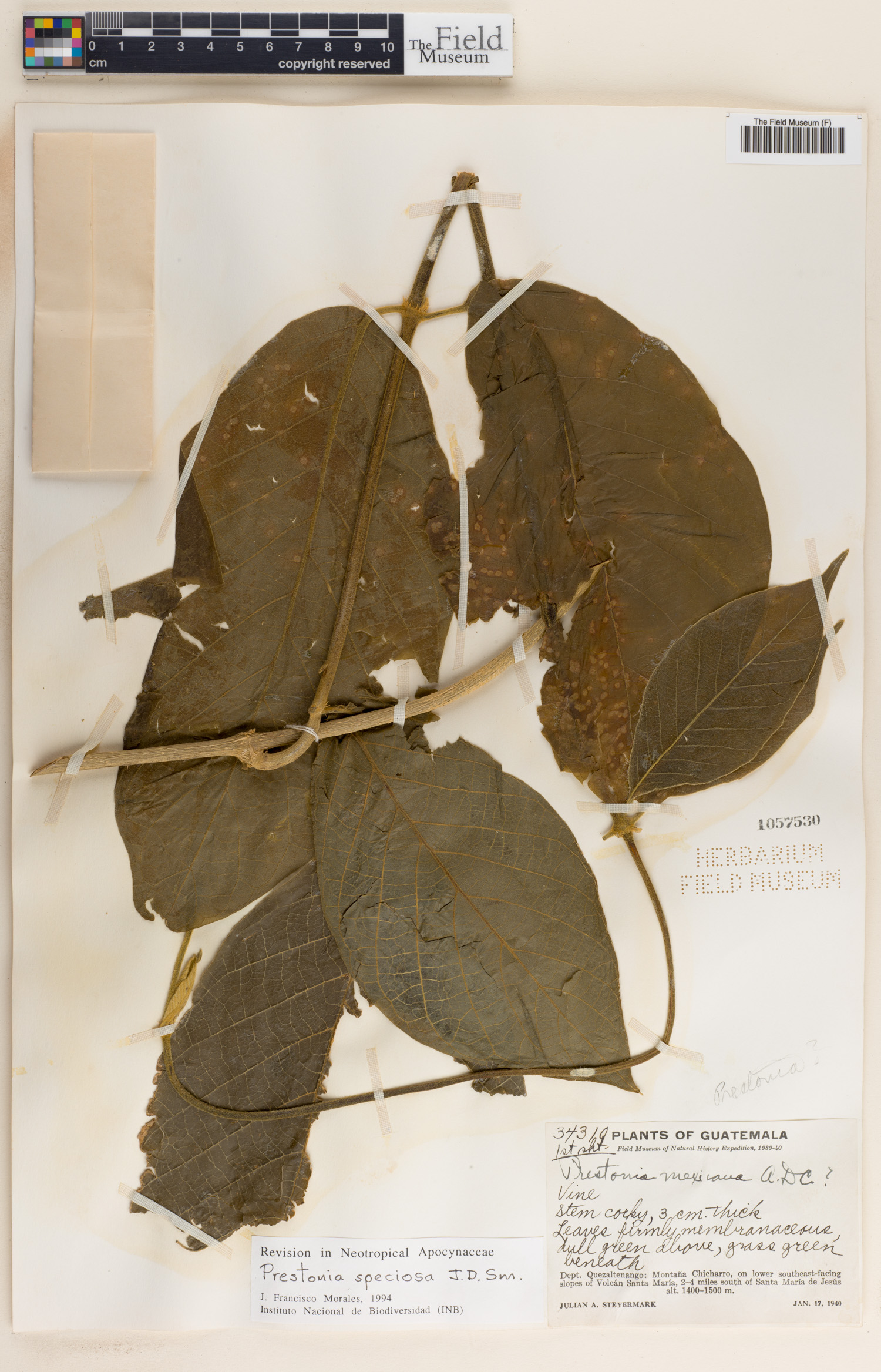 Prestonia speciosa image