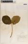Prestonia speciosa image