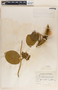 Prestonia speciosa image