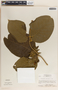 Prestonia speciosa image