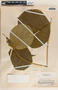 Prestonia speciosa image