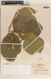 Prestonia speciosa image