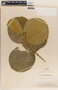 Prestonia speciosa image