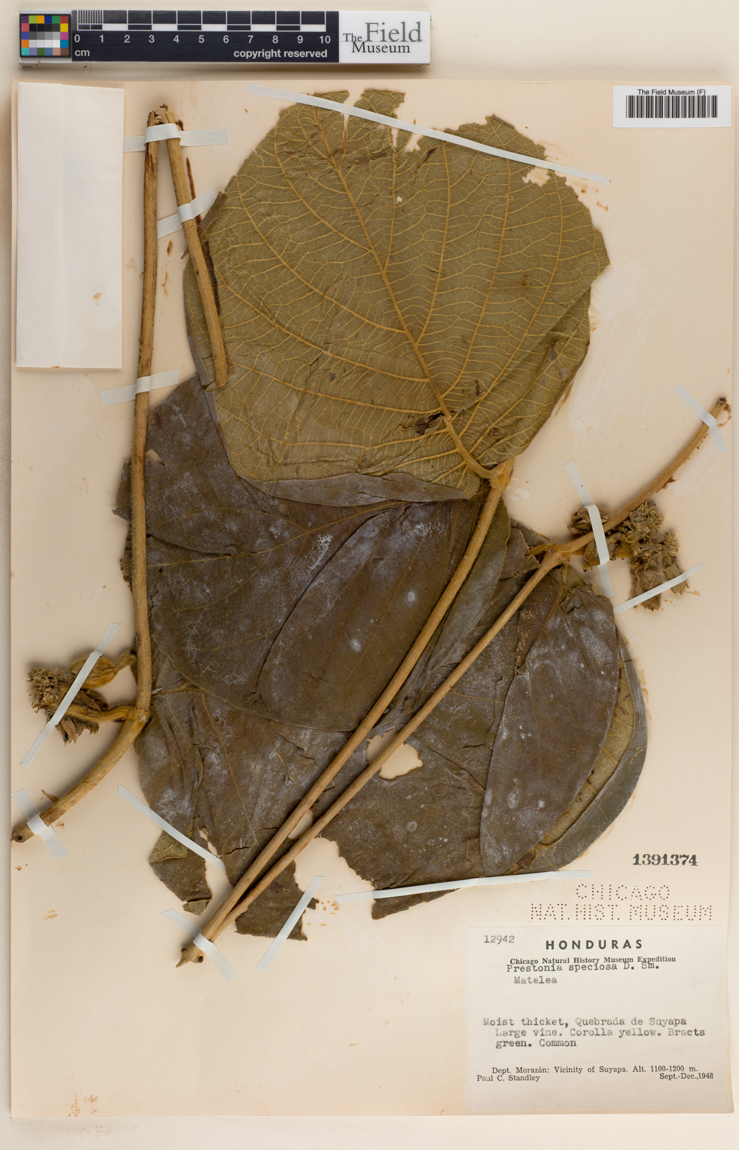 Prestonia speciosa image