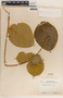 Prestonia speciosa image