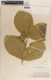 Prestonia speciosa image