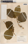 Prestonia trifida image