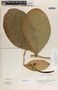 Prestonia trifida image