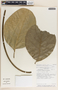 Prestonia trifida image