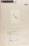 Rauvolfia aphlebia image