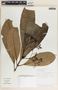 Rauvolfia aphlebia image