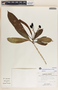 Rauvolfia aphlebia image