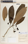 Rauvolfia aphlebia image