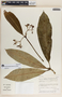 Rauvolfia aphlebia image