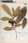 Rauvolfia aphlebia image