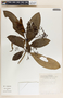 Rauvolfia aphlebia image