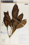 Rauvolfia aphlebia image