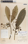 Rauvolfia aphlebia image