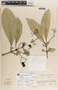 Rauvolfia aphlebia image