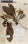 Rauvolfia aphlebia image