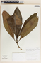 Rauvolfia aphlebia image