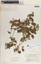 Rauvolfia ligustrina image