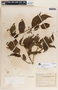 Rauvolfia littoralis image