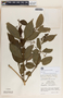 Rauvolfia littoralis image