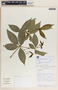 Rauvolfia littoralis image