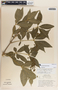 Rauvolfia littoralis image