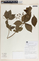 Rauvolfia littoralis image