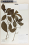 Rauvolfia littoralis image