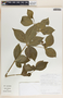 Rauvolfia littoralis image