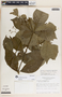 Rauvolfia littoralis image