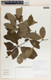 Rauvolfia littoralis image