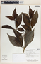 Rauvolfia littoralis image
