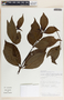 Rauvolfia littoralis image