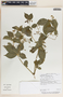 Rauvolfia littoralis image