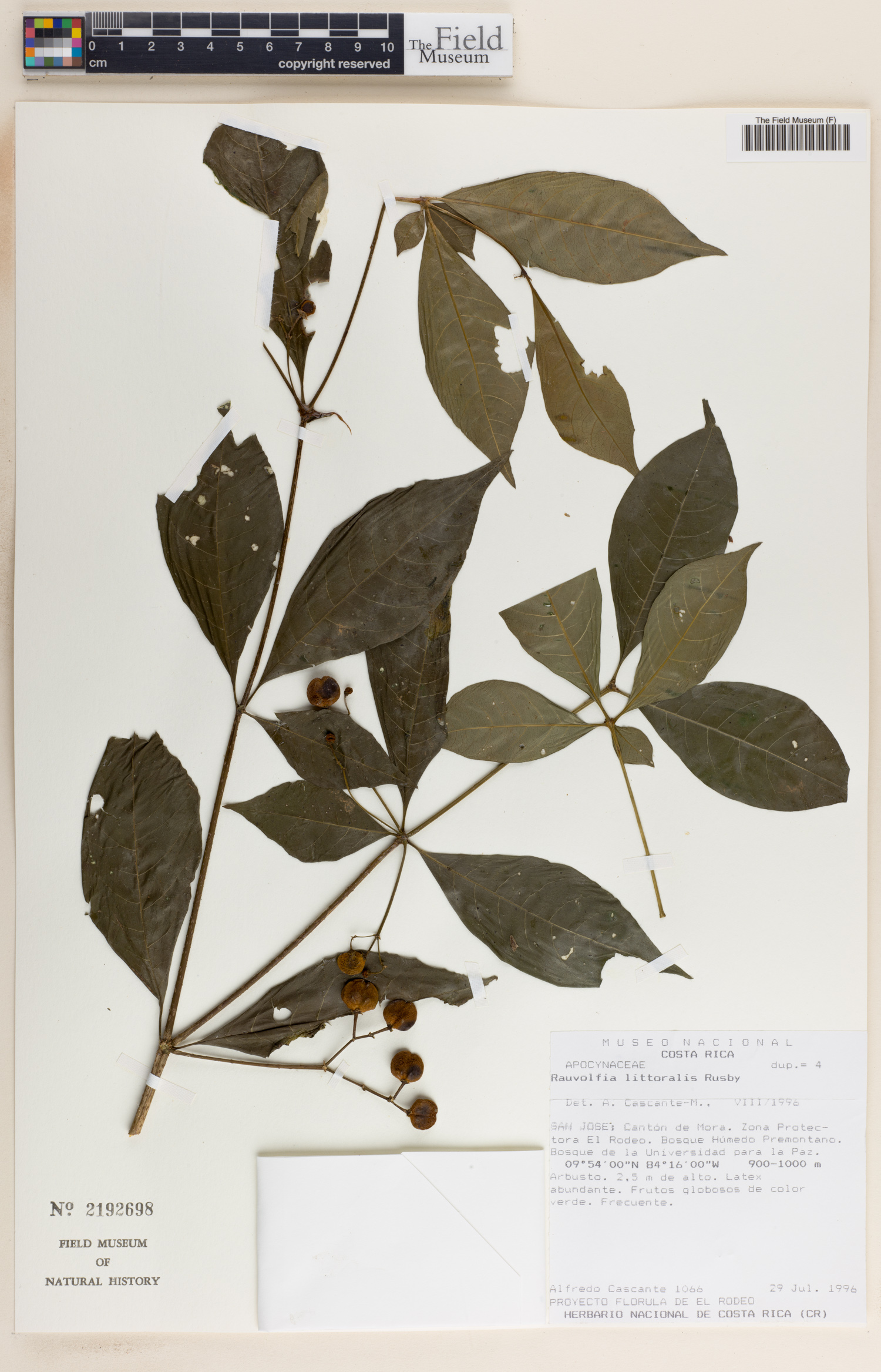 Rauvolfia littoralis image