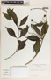 Rauvolfia littoralis image