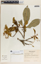 Rauvolfia purpurascens image