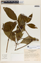 Rauvolfia purpurascens image