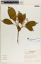 Rauvolfia purpurascens image