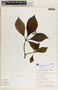 Rauvolfia purpurascens image