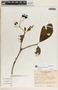 Rauvolfia purpurascens image