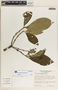 Rauvolfia purpurascens image