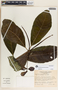 Rauvolfia purpurascens image
